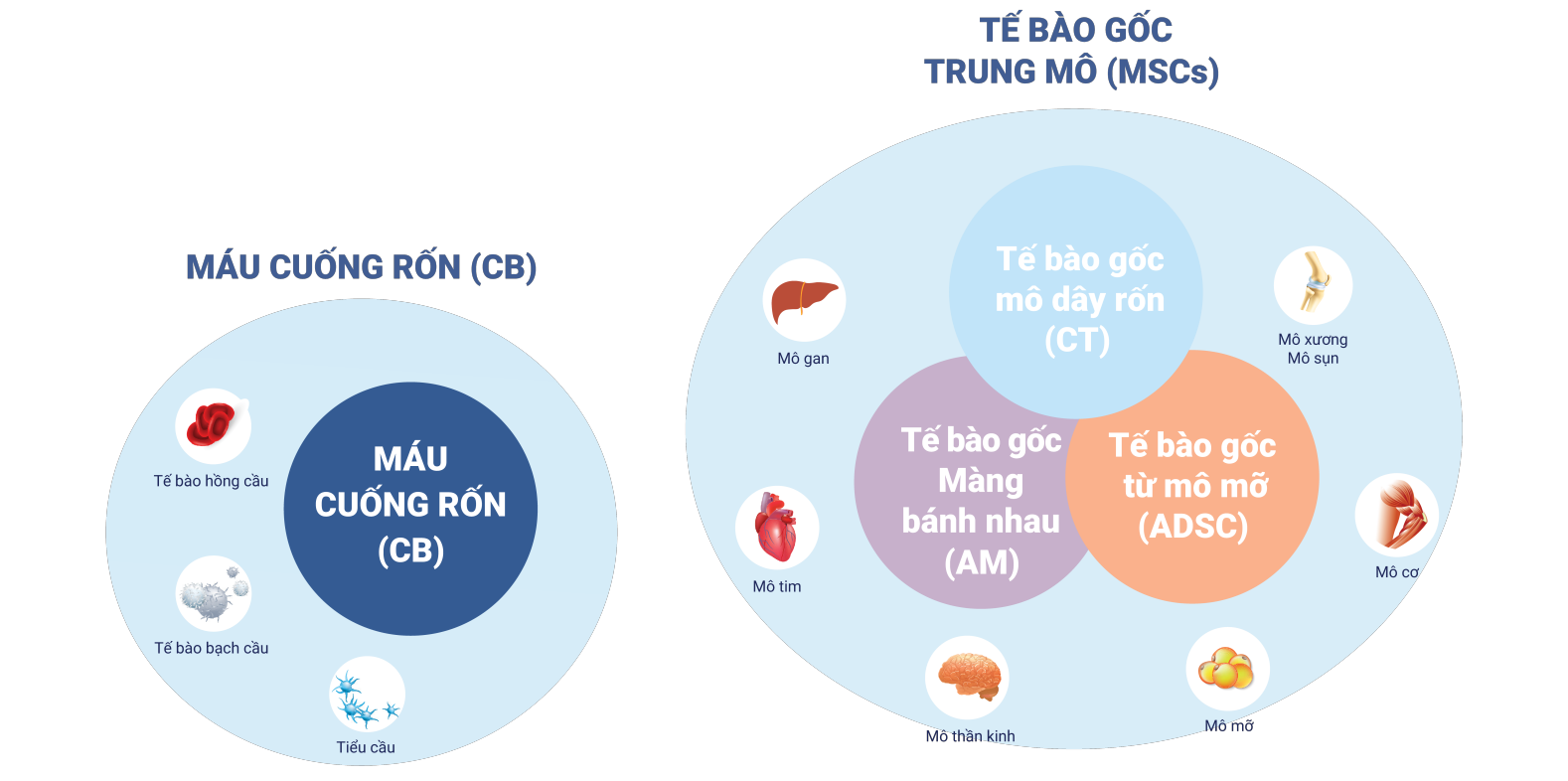 lưu trữ tế bào gốc cuống rốn